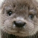 An Otter in the Family