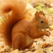 Autumnwatch