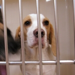 Image for the Documentary programme "Cell Dogs"