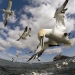 Earthflight