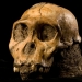Two Million Year Old Boy
