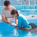 Image for Dolphin Tale