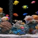Fish Tank Kings
