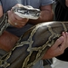 Alien Python Hunt