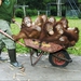 Image for Orangutan Diary