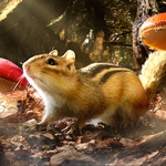 Image for episode "Secret Forests" from Nature programme "Hidden Kingdoms"