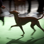 Image for the Special Interest programme "Crufts 2014"