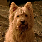 Image for the Film programme "Greyfriars Bobby"