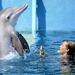 Image for Dolphin Tale 2