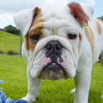 Image for the Documentary programme "The Secret Life of Puppies"