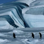 Image for the Film programme "March of the Penguins"