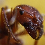 Image for the Film programme "The Hive"