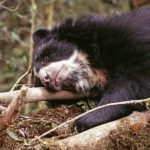 Image for episode "Spectacled Bears - Shadows of the Forest" from Nature programme "Natural World"