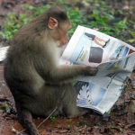 Image for the Nature programme "Monkey Thieves"