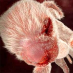 Image for the Documentary programme "Animals in the Womb: Mammals"