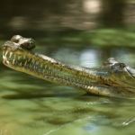 Image for episode "Crocodile Blues" from Nature programme "Natural World"