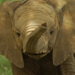 Image for the Nature programme "The Secret Life of Elephants"