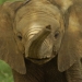 Image for The Secret Life of Elephants