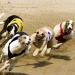 Image for Greyhound Racing