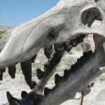 Image for the Nature programme "Prehistoric Predators"