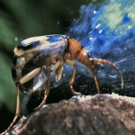 Image for episode "Insects" from Documentary programme "Life"
