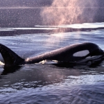 Image for episode "A Killer Whale Called Luna" from Nature programme "Natural World"