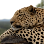 Image for episode "The Secret Leopards" from Nature programme "Natural World"