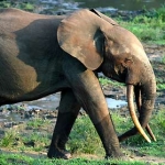 Image for episode "Forest Elephants - Rumbles in the Jungle" from Nature programme "Natural World"
