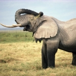 Image for episode "End of the Elephant?" from Documentary programme "Unreported World"