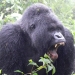 Image for Mountain Gorilla