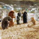 Image for the Film programme "G-Force"