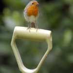 Image for the Nature programme "Birds Britannia"