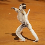 Image for the Entertainment programme "Madagascar"