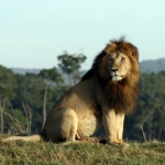 Image for the Nature programme "The Truth About Lions"