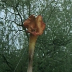 Image for the Science Fiction Series programme "The Day of The Triffids"