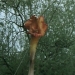 Image for The Day of The Triffids