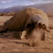 Image for Tremors