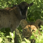 Image for the Nature programme "Saved by the Lioness"