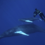 Image for the Nature programme "Ocean Giants"