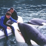 Image for the Film programme "Free Willy 3: The Rescue"