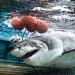 Image for Shark Men