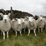 Image for the Sport programme "The World Sheep Dog Trials"