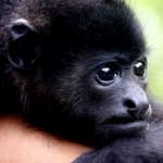 Image for the Nature programme "Barney's Latin America"
