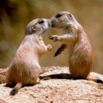 Image for the Childrens programme "Little Prairie Dogs"