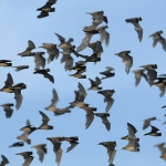 Image for the Documentary programme "Superswarms"