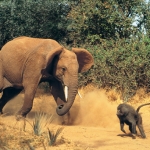 Image for the Nature programme "Caught in the Act"