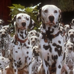 Image for the Film programme "101 Dalmatians"