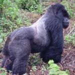 Image for episode "Titus the Gorilla King" from Nature programme "Africa's Magnificent Beasts"
