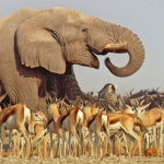 Image for the Nature programme "Africa"