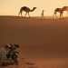 Image for Wild Arabia